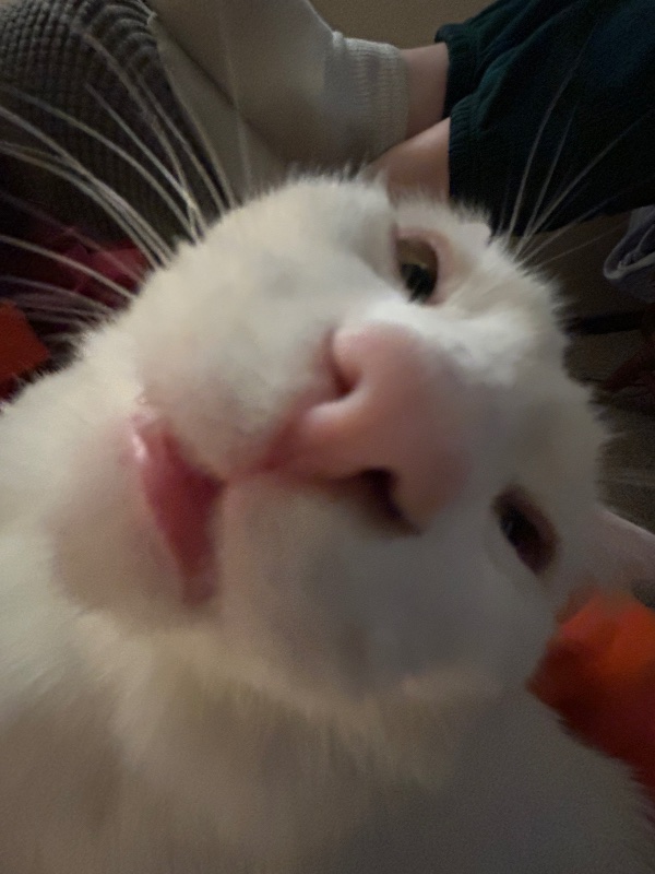 Dreamy_Yew_2112