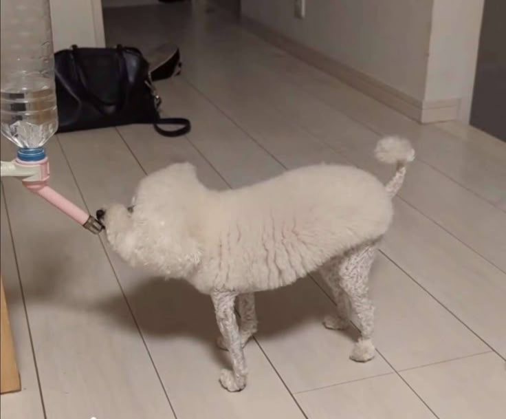 Bonkyl